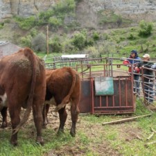 The right way to view bulls: from outside the pen